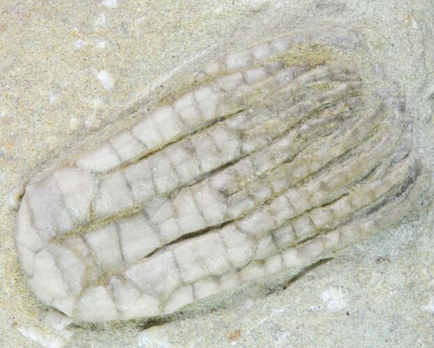 Sarocrinus Crinoid Fossil - Crawfordsville, Indiana #87975